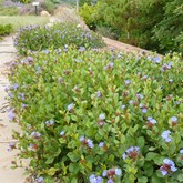 Hardy Plumbago